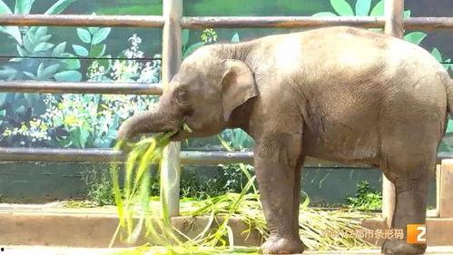 小象莫莉首次爆料视频,独家爆料背后的故事  第3张